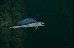 Longnose lancetfish swims 